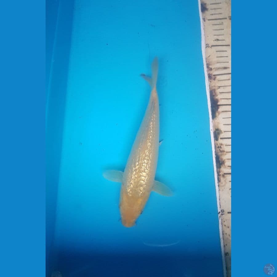 karashi full ginrin 23cm