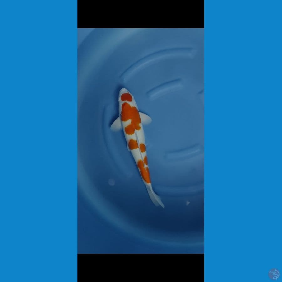 kohaku 50cm male original 