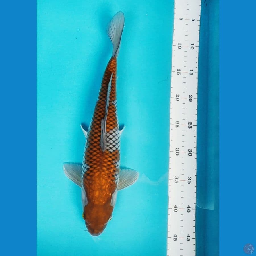 Ochiba shigure 38cm fm
