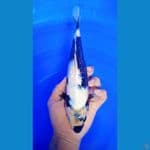 Shiro Ginrin 27cm