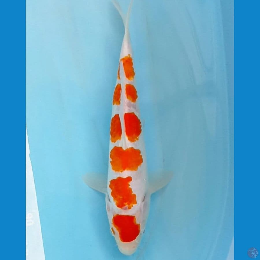 kohaku 27 cm