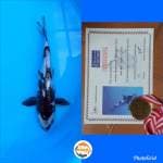 Shiro juara 1