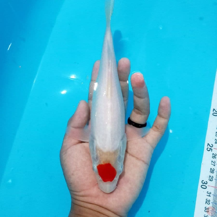 TANCHO// 25 CM