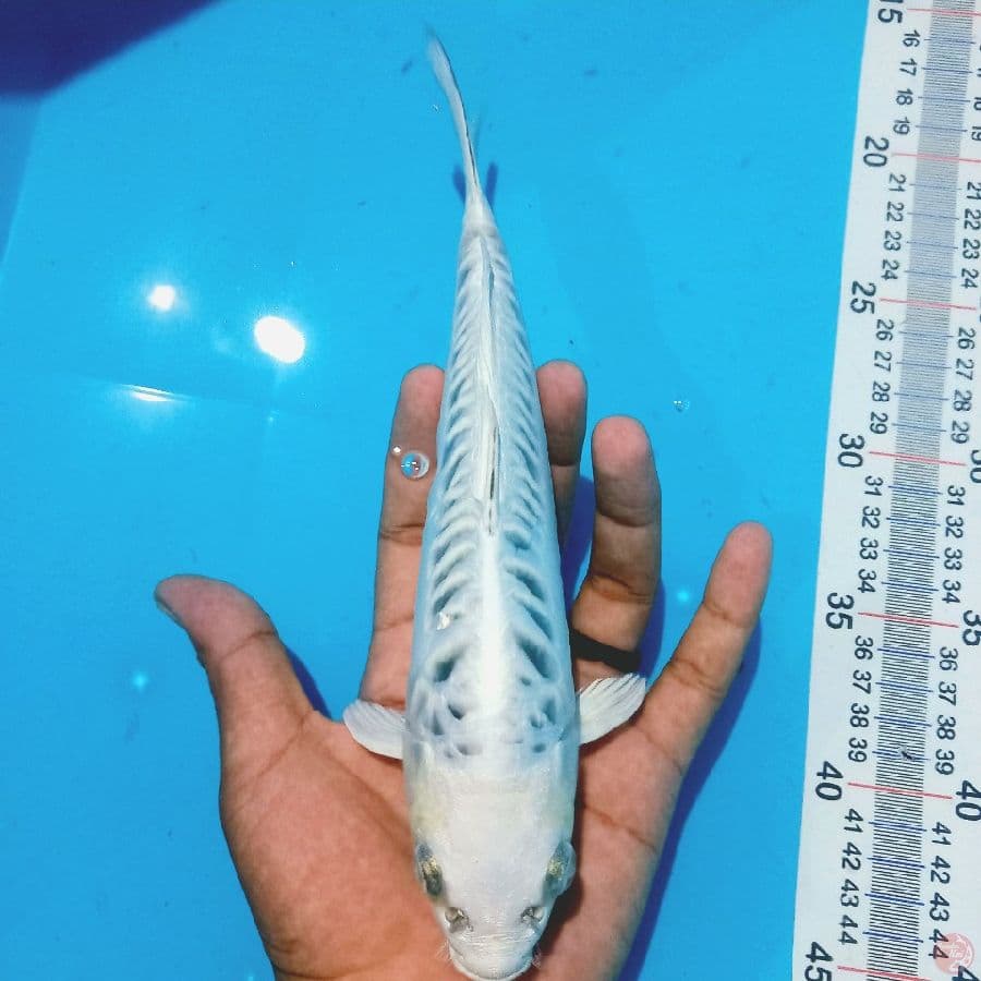 ARAGOKE// 25 CM