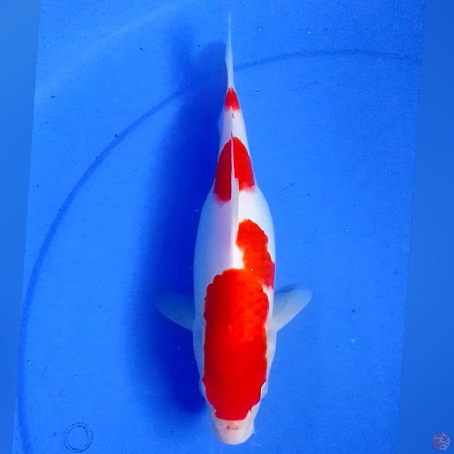KOHAKU 26CM