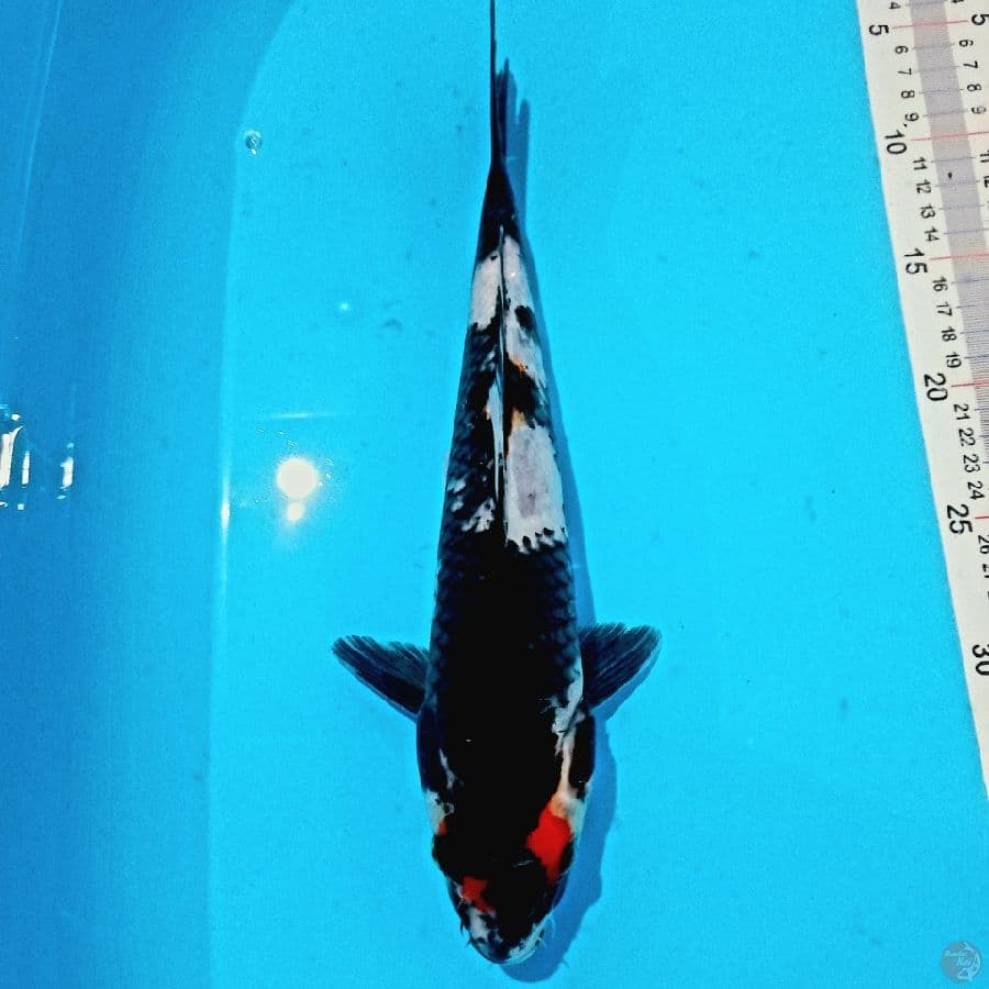 TANCHO SHOWA// 33 CM