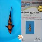 Hiutsuri Juara 1
