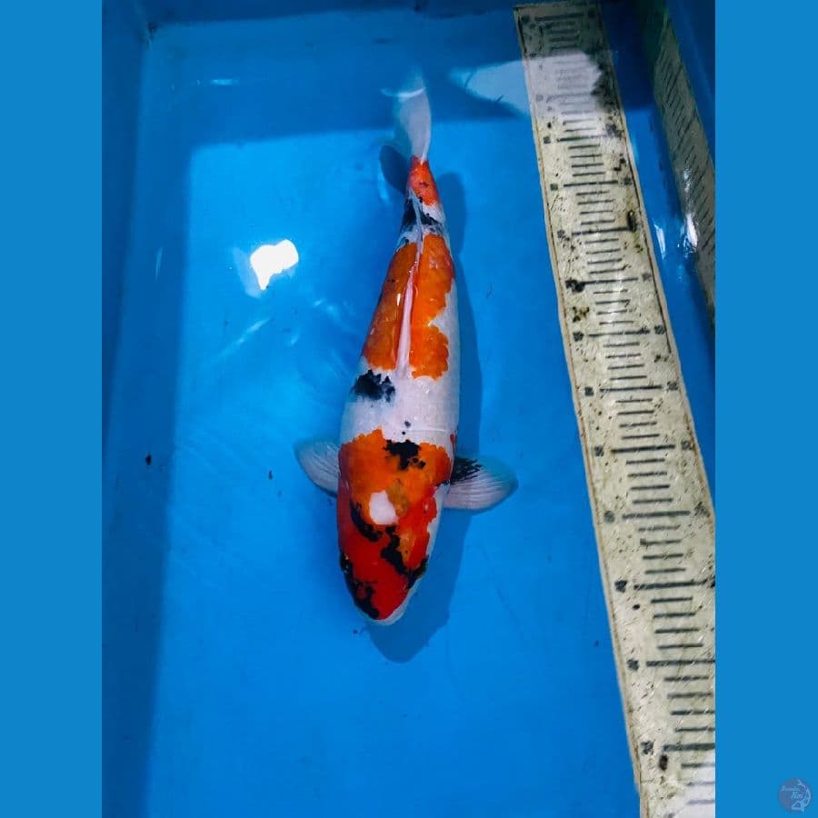 sowa orijinal 46cm