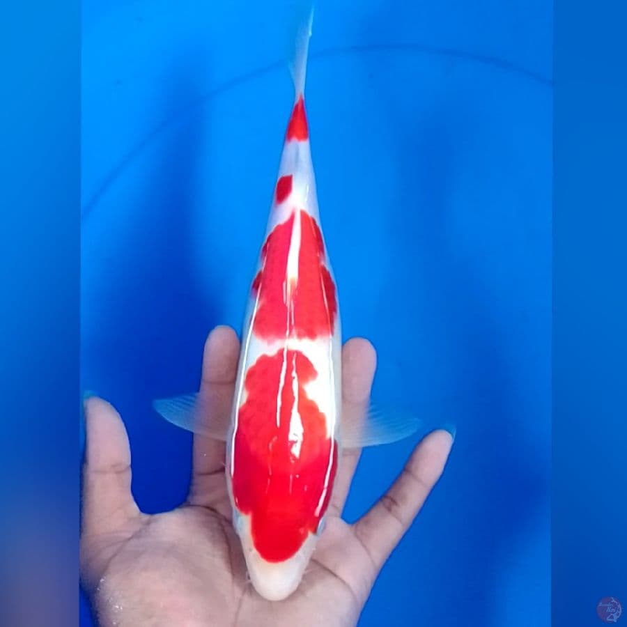 KOHAKU 27CM