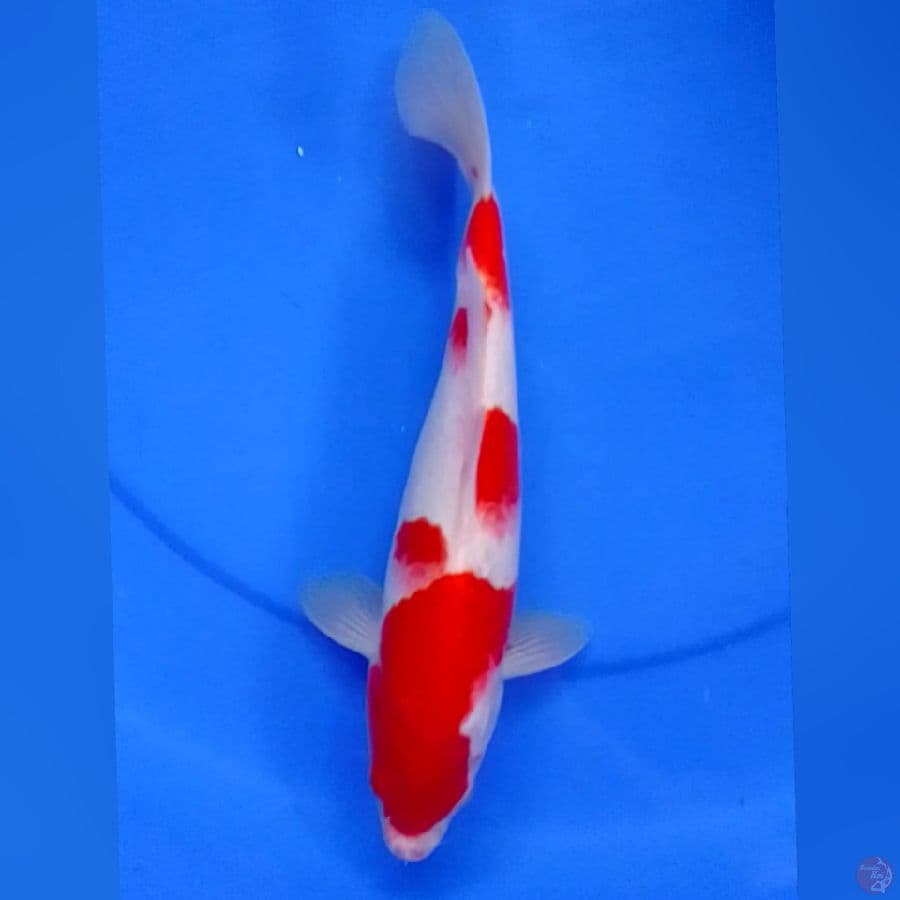 KOHAKU M28