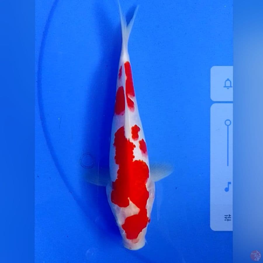 KOHAKU M23