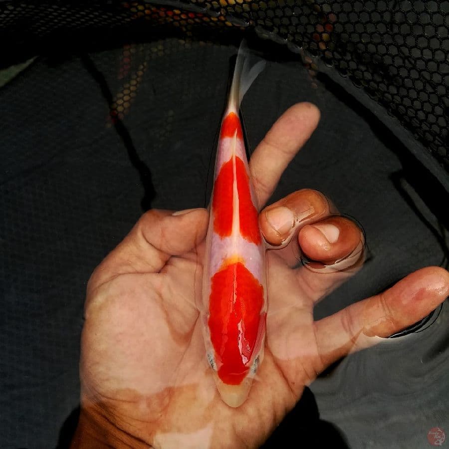 kohaku