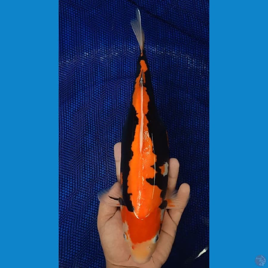 #Beni kumon 35 Cm betina 