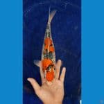 #Maruten Ghosiki 33 Cm Betina
