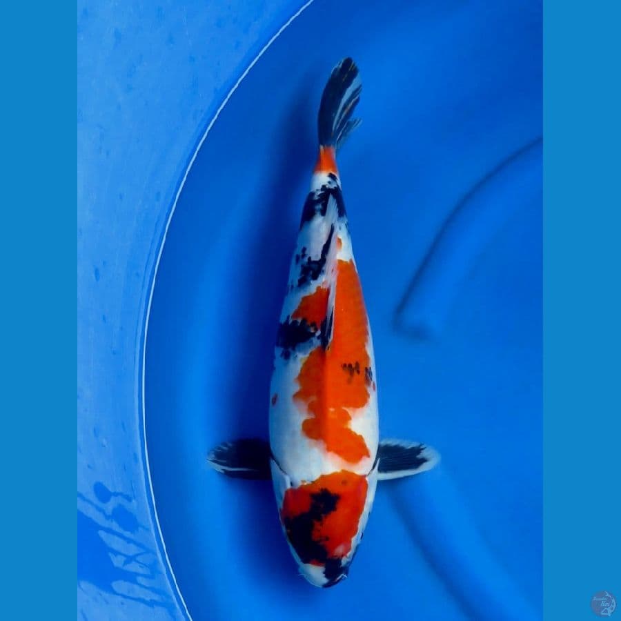 showa 43cm