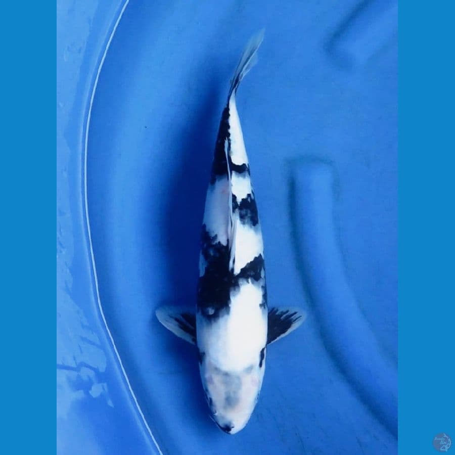 siro 37cm 