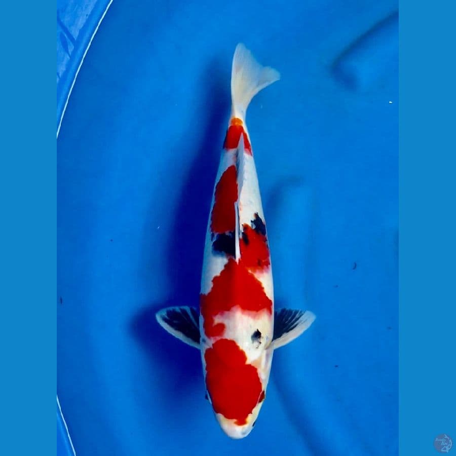 36cm , male Showa 