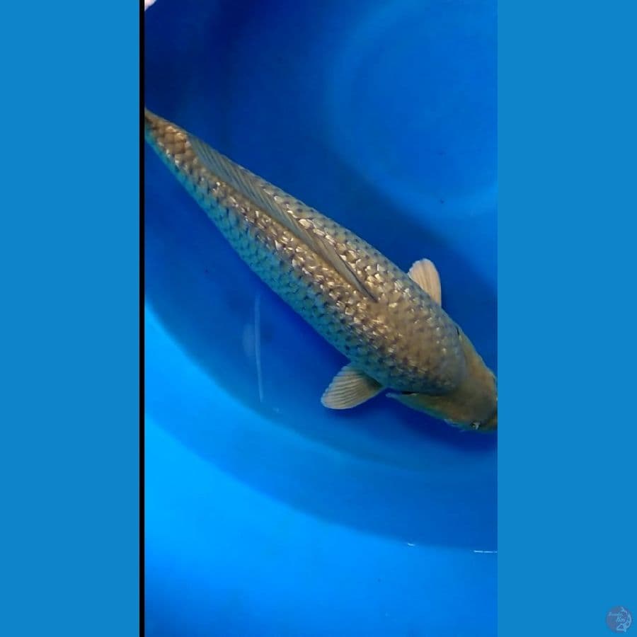 Soragoi gindrin punuk  onta 44cm 