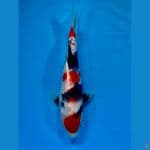 SHOWA 32 cm