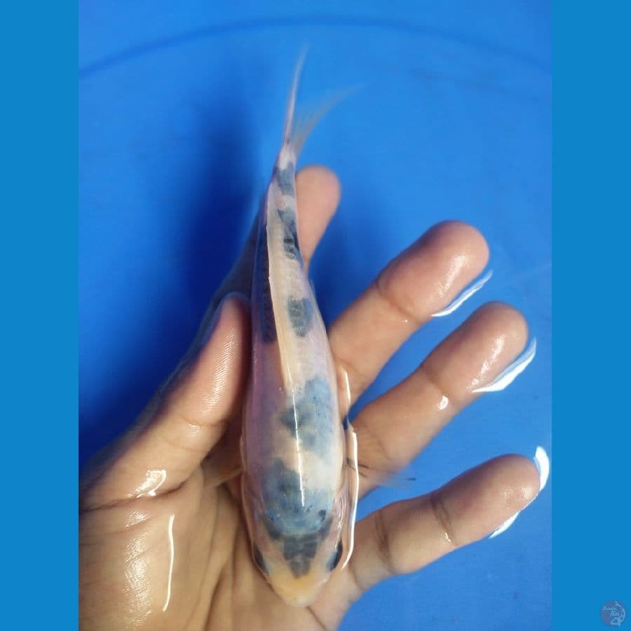 shiro doit 16 cm