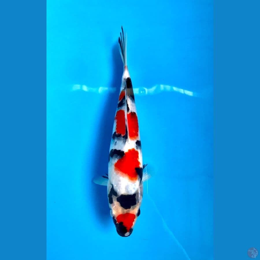 showa SQ 23cm