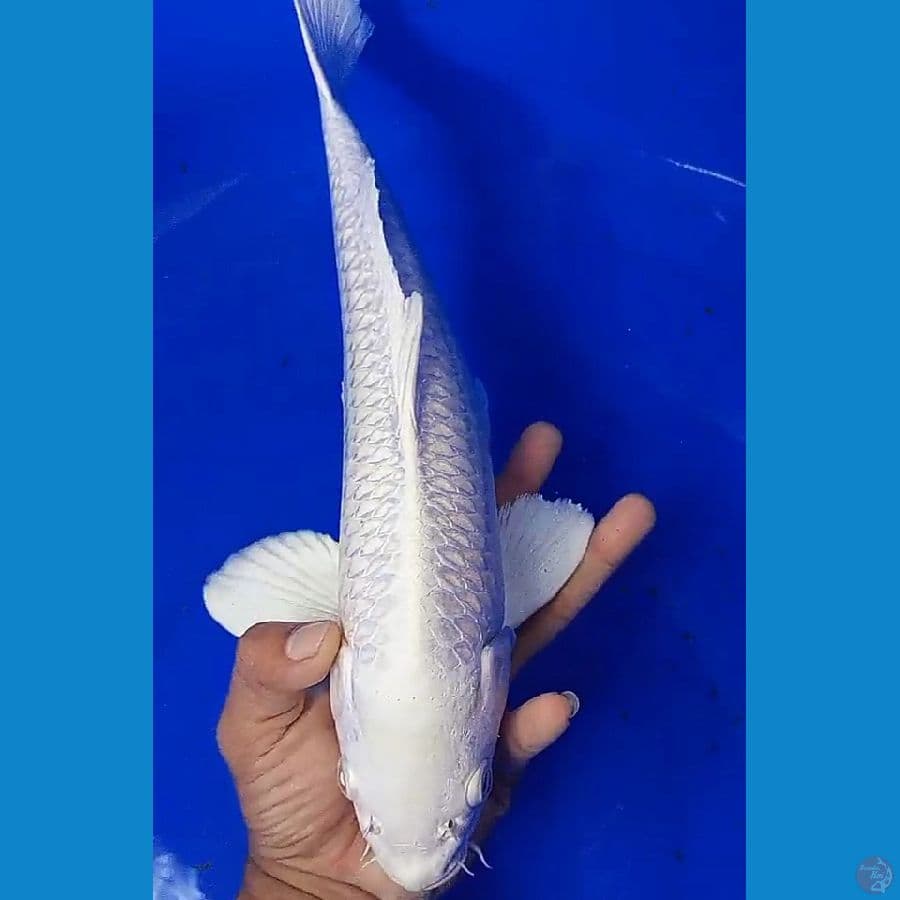 platinum salju ml 37 cm