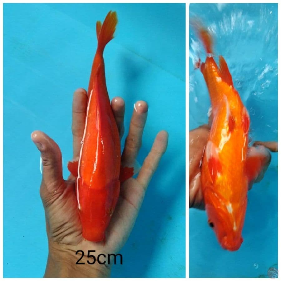 25cm Aka Hajiro 