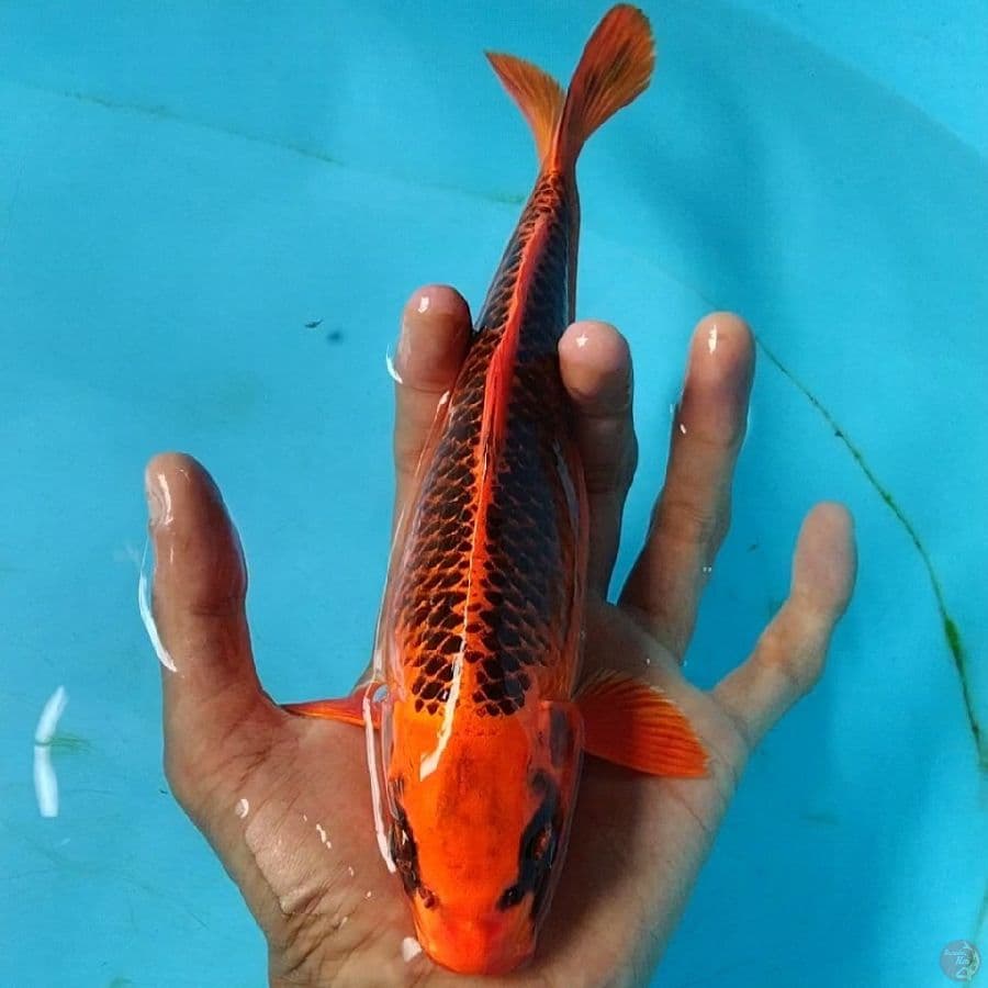 23cm Aka Matsuba