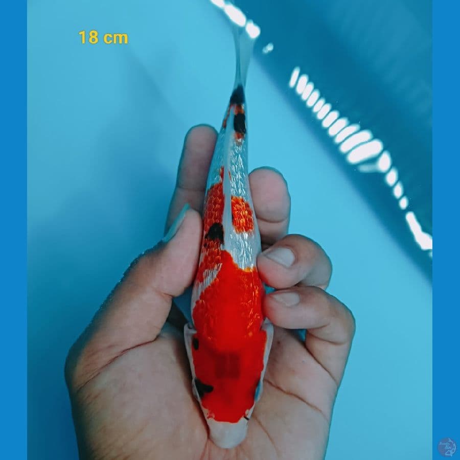 minion 18 cm