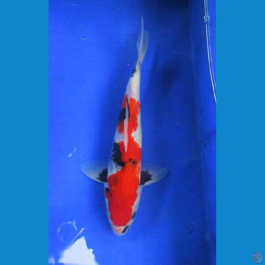 showa inazuma ±30cm jantan