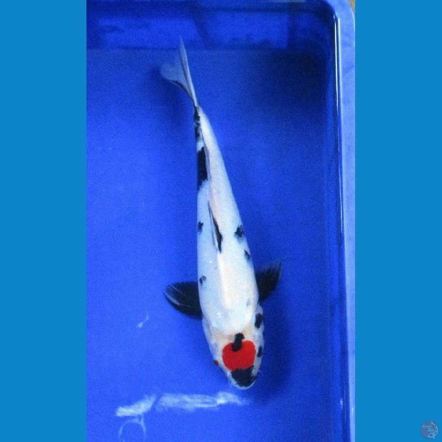 tancho showa ±35cm