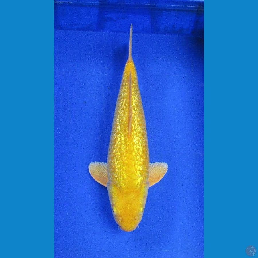 karashi ginrin ±40cm jantan calon jumbo