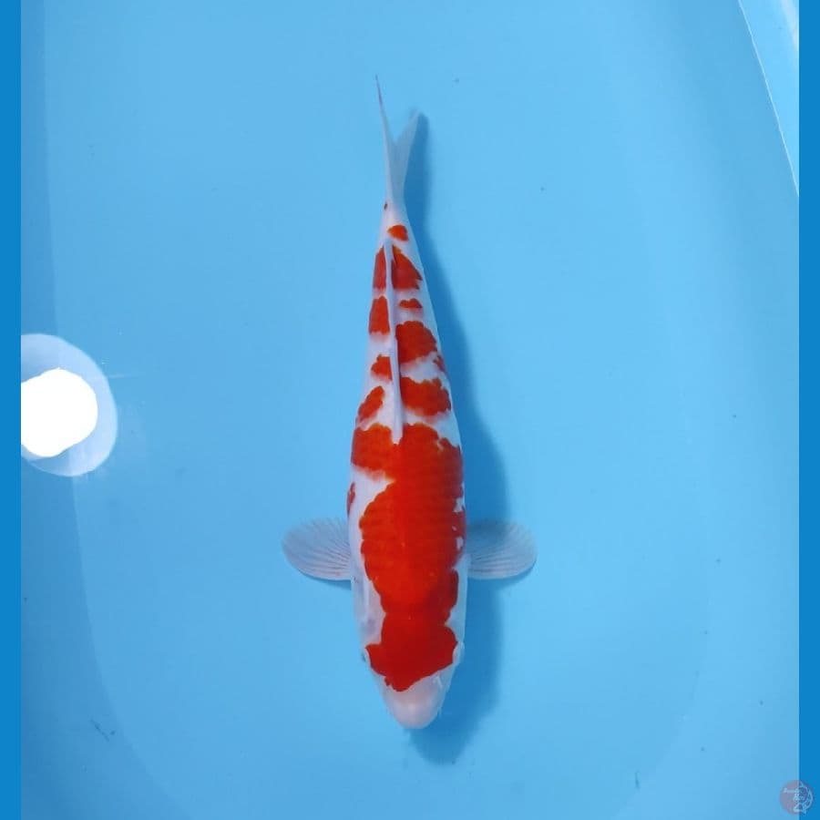 KOHAKU 37 CM - FEEMALE 