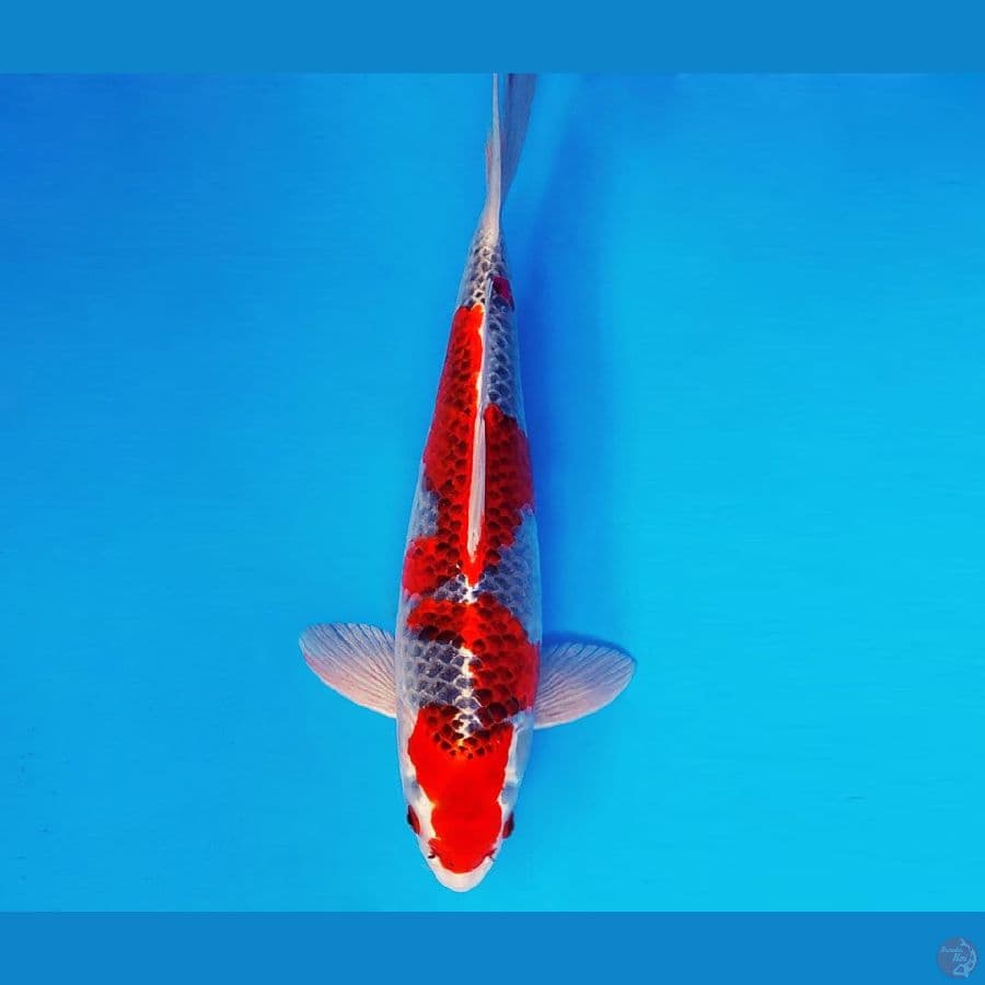 SILK KIMONO 2 ~ Goshiki 35 cm/male ™