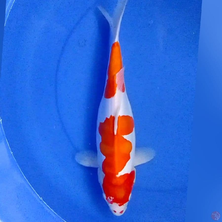 KOHAKU DOID 40CM