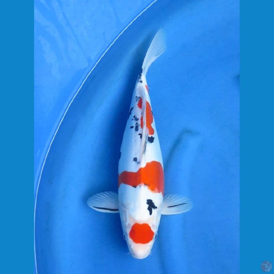 36cm , Doitsu Murni Maruten