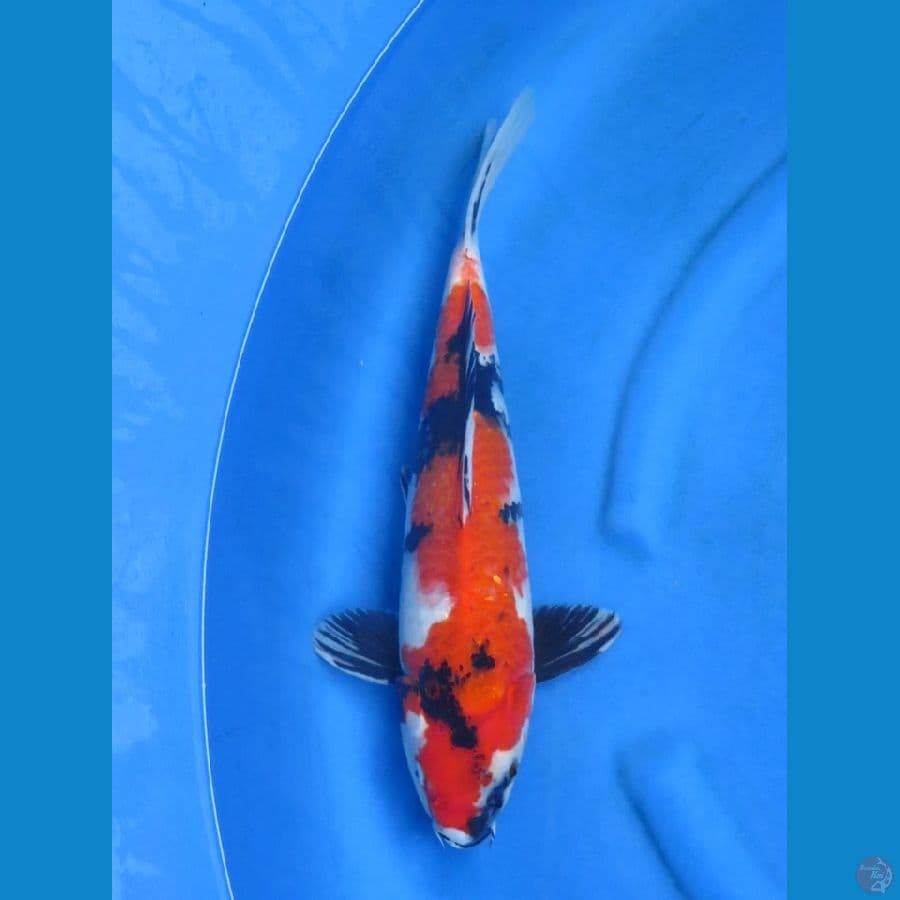 43cm - Showa Jantan 