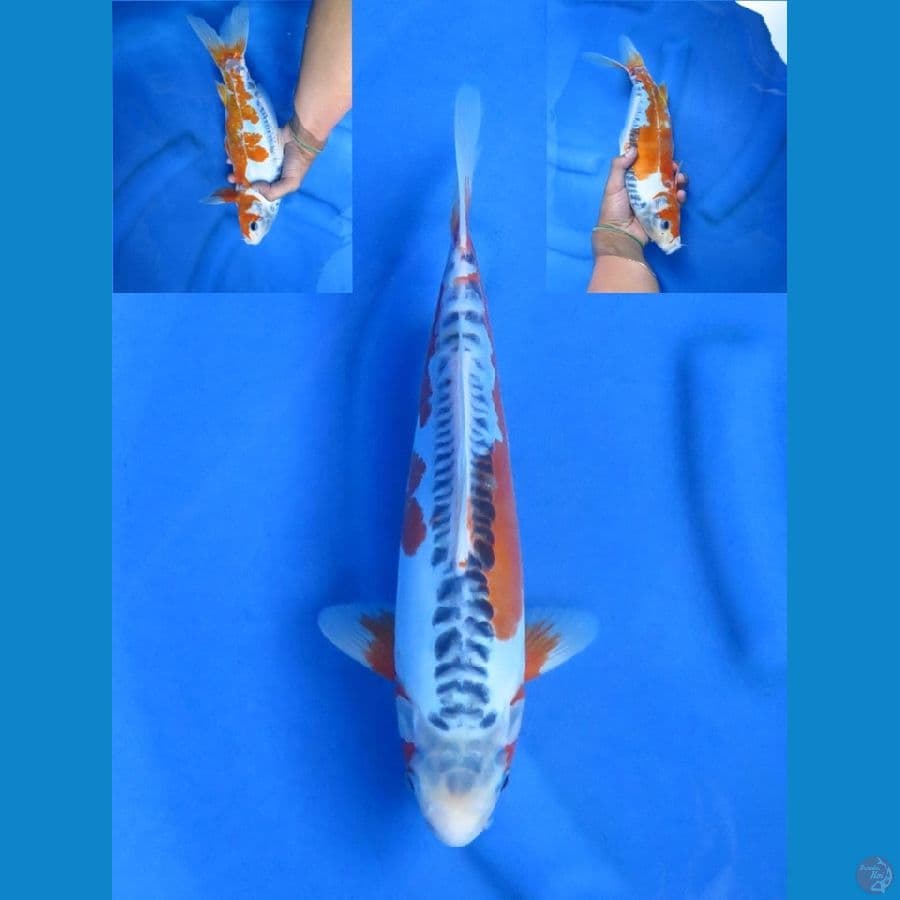 32cm , Shusui jantan