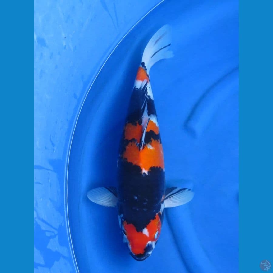 45cm , Showa HQ