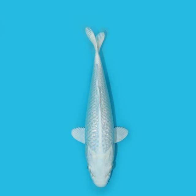 25 CM - PLATINUM