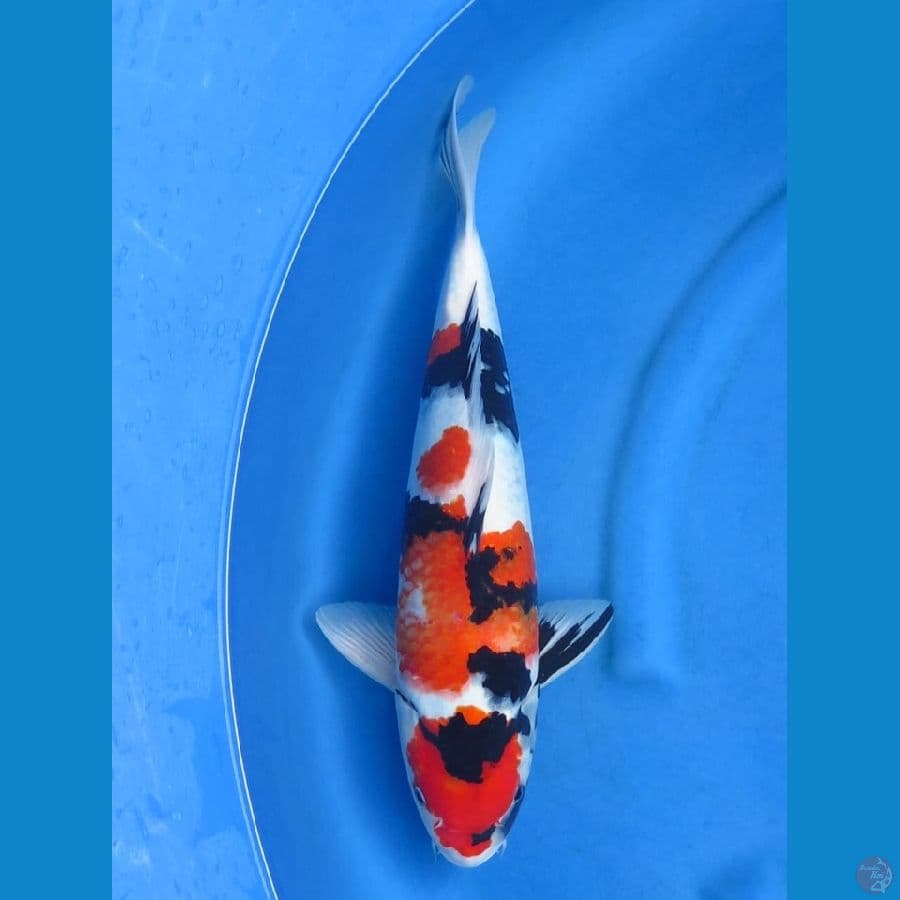 44cm , Jantan Showa
