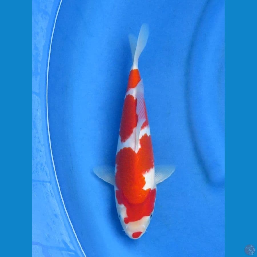 30cm , Kohaku SQ Jantan
