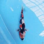 SHOWA 33CM 