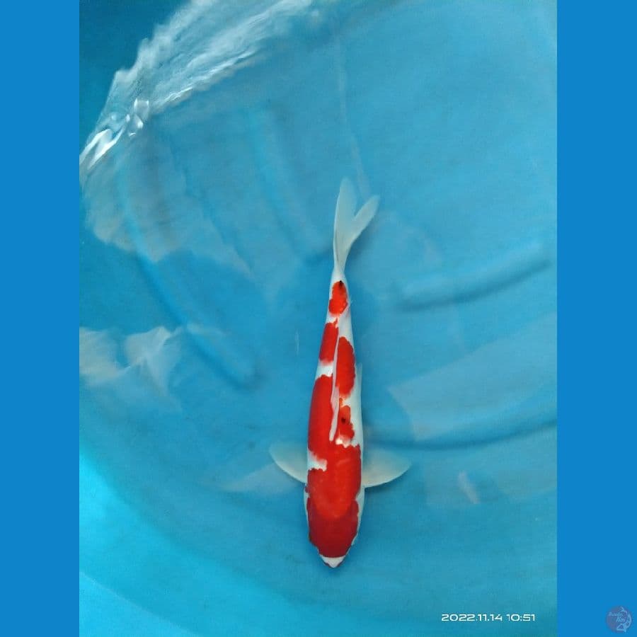 kohaku inazuma 35cm