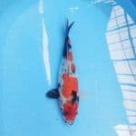 Showa 29cm