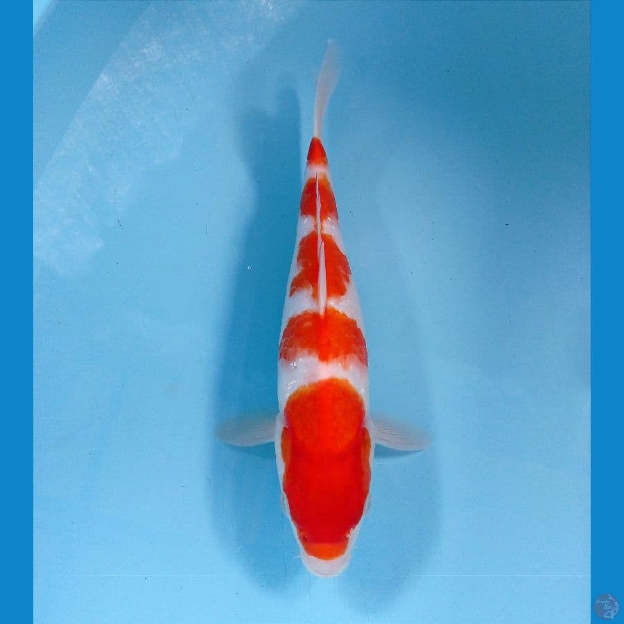 kohaku 29 cm