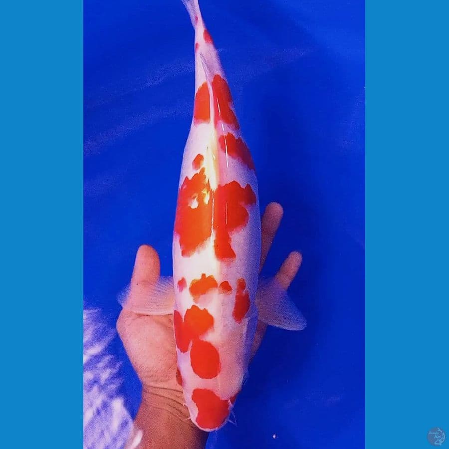 kohaku red strong 40 cm f