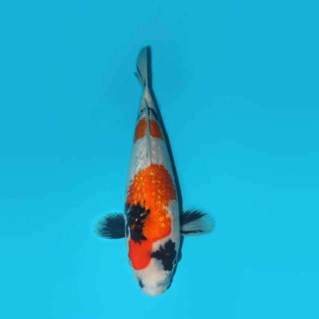 31 CM - KINDAI PROSPEK