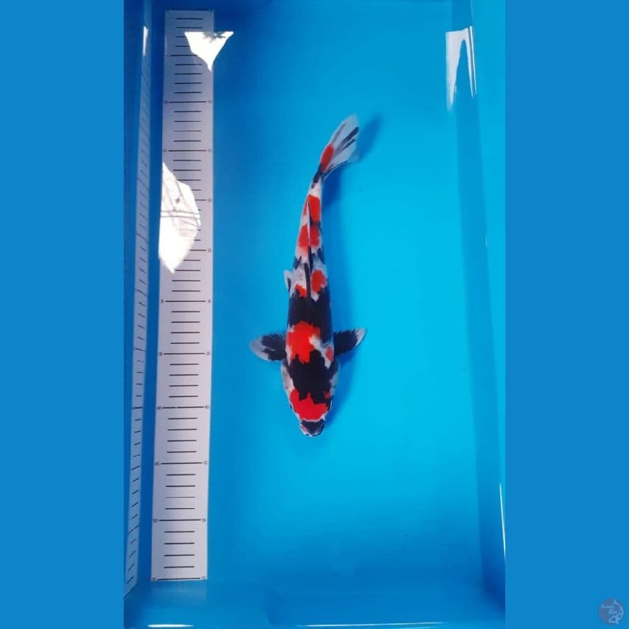 Showa Istimewa 30cm Jantan
