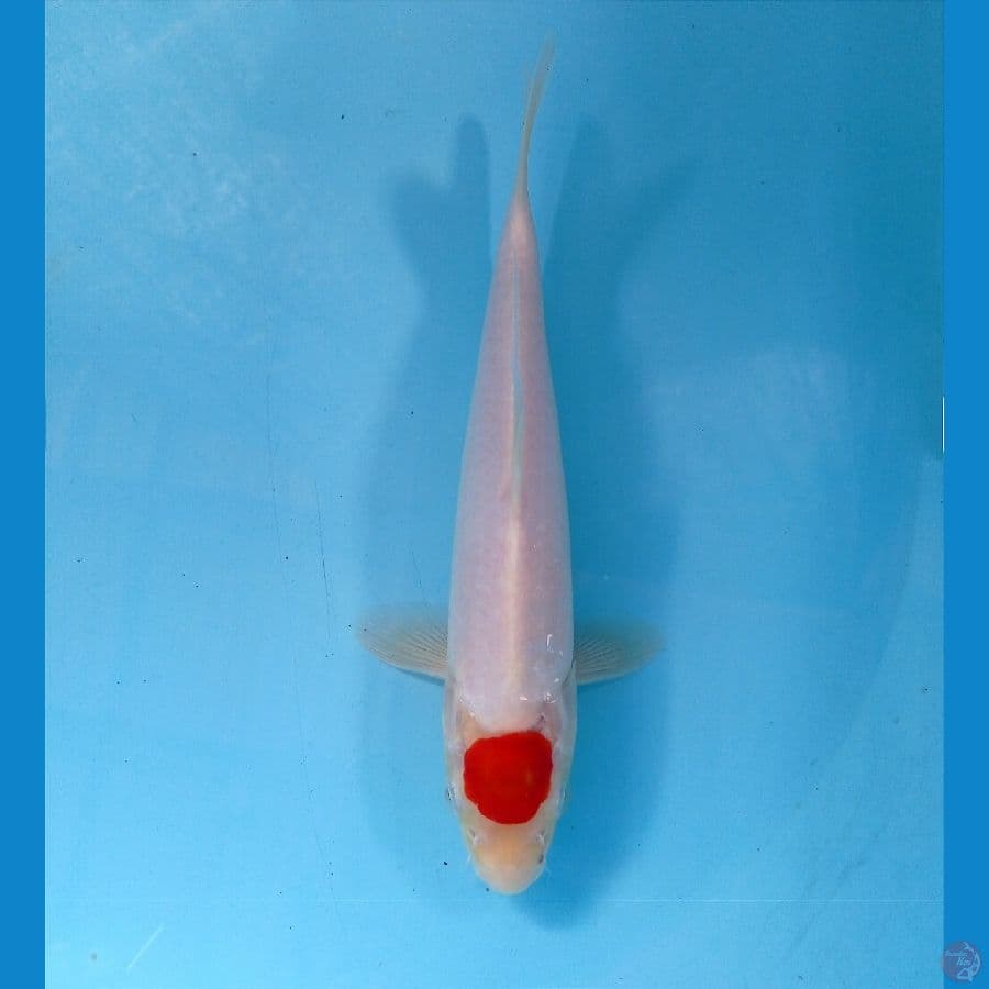 thancho 23 cm